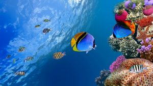 27-02-17-marine-fish-wallpaper17373