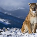 27-02-17-mountain-lion-w-allpaper7279