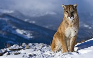 27-02-17-mountain-lion-w-allpaper7279