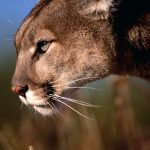 27-02-17-mountain-lion-w-allpaper8847