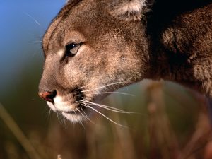 27-02-17-mountain-lion-w-allpaper8847