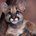 27-02-17-mountain-lion-w-allpaper9538