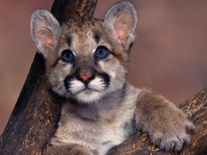 27-02-17-mountain-lion-w-allpaper9538