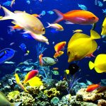 27-02-17-ocean-fish-wallpaper15568