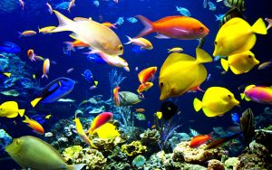 27-02-17-ocean-fish-wallpaper15568