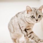 27-02-17-photography-cat14941