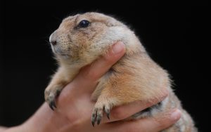 27-02-17-prairie-dog14035