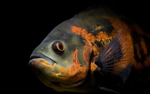 27-02-17-red-black-oscar-fish12973