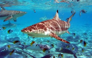 27-02-17-sea-underwater-fish-world13746