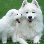 27-02-17-siberian-samoyed-dogs13443