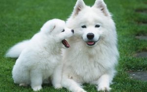 27-02-17-siberian-samoyed-dogs13443