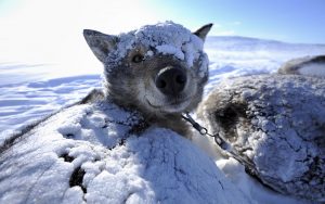 27-02-17-sled-dog-husky-wake-up13646