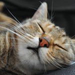 27-02-17-sleeping-cat-wallpaper9589