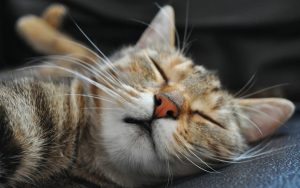 27-02-17-sleeping-cat-wallpaper9589