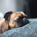 27-02-17-sleeping-dog-wallpaper9574