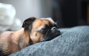 27-02-17-sleeping-dog-wallpaper9574