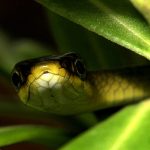 27-02-17-snake-background7589