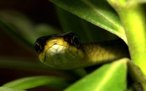 27-02-17-snake-background7589