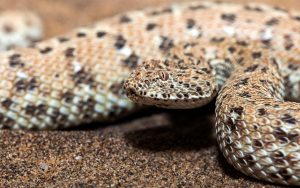 27-02-17-snake-close-up12957