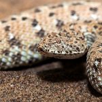 27-02-17-snake-close-up18406