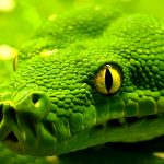 27-02-17-snake-wallpapers15141