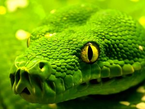 27-02-17-snake-wallpapers15141