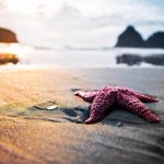 27-02-17-starfish-on-the-beach12733