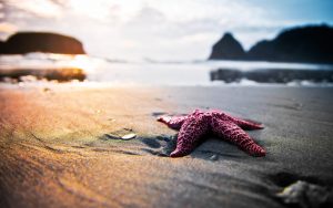 27-02-17-starfish-on-the-beach12733