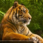 Sumatran tiger