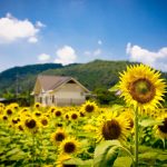 27-02-17-summer-sunflowers-field12370