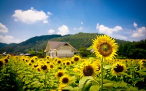 27-02-17-summer-sunflowers-field12370