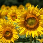 27-02-17-summer-sunflowers-hd15775