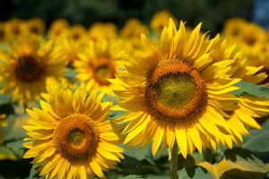 27-02-17-summer-sunflowers-hd15775