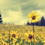 27-02-17-sunflower-field-pictures6346