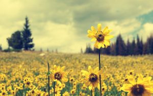 27-02-17-sunflower-field-pictures6346