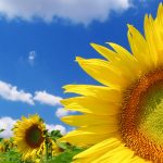 27-02-17-sunflower-wallpaper18288