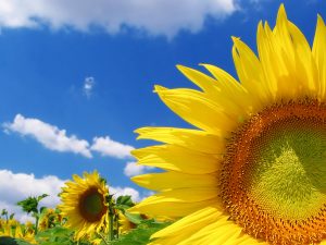 27-02-17-sunflower-wallpaper18288