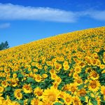 27-02-17-sunflower-wallpaper6350