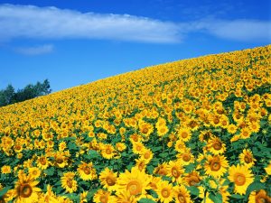 27-02-17-sunflower-wallpaper6350