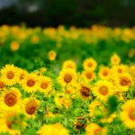 27-02-17-sunflower-wallpaper6352