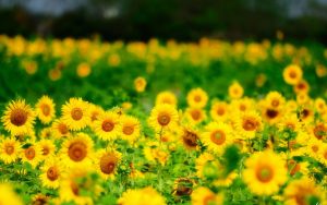 27-02-17-sunflower-wallpaper6352