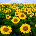 27-02-17-sunflowers-field-wallpaper17225