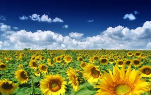 27-02-17-sunflowers-field18370