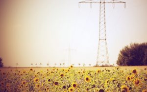 27-02-17-sunflowers-summer-field-nature10752