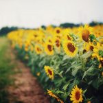 27-02-17-sunflowers-yellow-field-nature10240