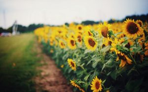 27-02-17-sunflowers-yellow-field-nature10240