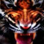 27-02-17-tiger-face-wallpaper16632