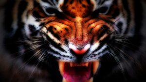 27-02-17-tiger-face-wallpaper16632