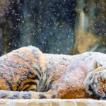 27-02-17-tiger-snowing-art17043