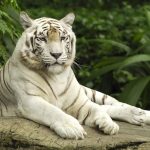 27-02-17-white-tiger9528